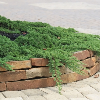 Juniperus procumbens 'Greenmound' 