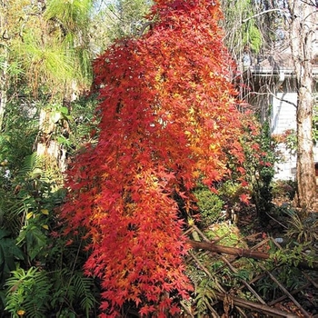 Acer palmatum 'Ryusen' PP18501