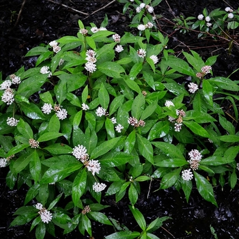 Asclepias exaltata