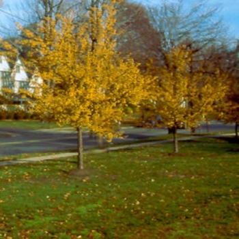 Malus 'Harvest Gold®' 