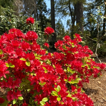 Rhododendron Carla hybrid 'Wolfpack Red' 