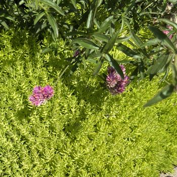 Sedum mexicanum 'Lemon Coral®' 