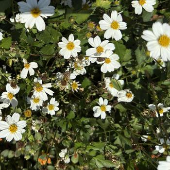 Bidens Campfire® 'Marshmallow™' (272600)