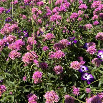 Gomphrena pulchella Truffula™ 'Pink' (272601)