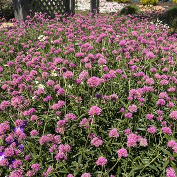 Gomphrena pulchella 'Pink' PPAF, Can PBRAF