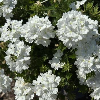 Verbena 'RIKA1832M3' PPAF, Can PBRAF