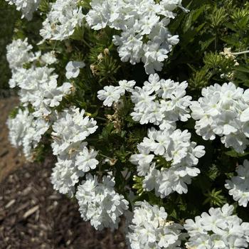 Verbena Superbena® 'Whiteout™' (272605)