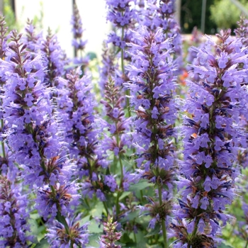 Agastache 'Blue' PPAF