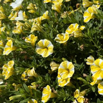 Calibrachoa Superbells® 'Lemon Slice' (272608)