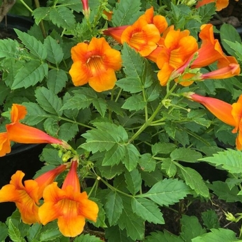 Tecoma stans 'Orange Jubilee' 