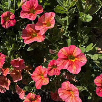 Calibrachoa 'Tropical Sunrise' 