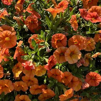 Calibrachoa Superbells® 'Dreamsicle®' (272613)