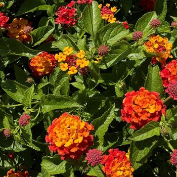 Lantana camara Luscious® 'Citrus Blend™' (272614)