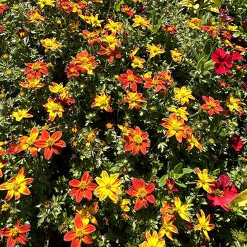 Bidens Campfire® 'Flame' (272615)