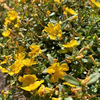 Portulaca umbraticola