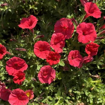 Petunia Supertunia Mini Vista® '' (272621)