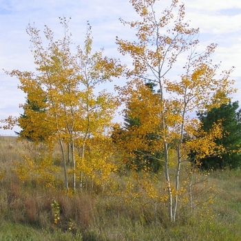 Populus tremuloides 'NE Arb' 