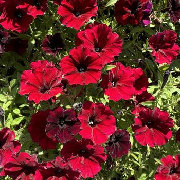 Petunia 'USTUN3003' PP27312, Can 5279