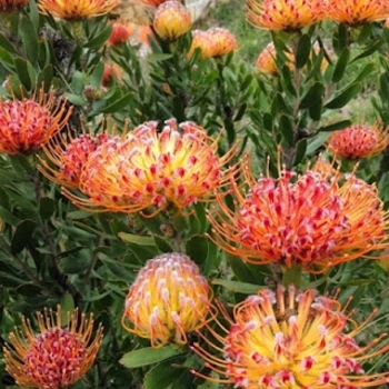 Leucospermum 'Rainbow' 