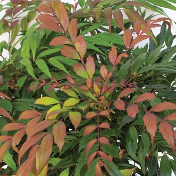 Mahonia 'NCMH2' PP34443