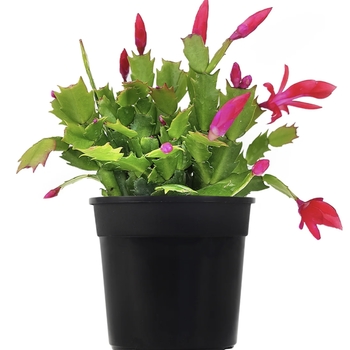 Schlumbergera truncata