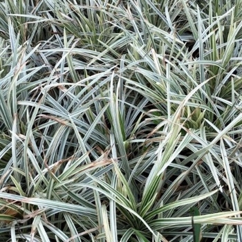 Ophiopogon intermedius 'Argenteomarginatus' 