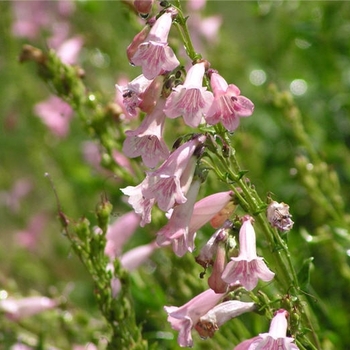 Penstemon 'Apple Blossom' 