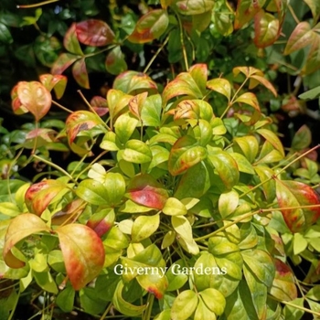 Nandina domestica 'Firepower' 