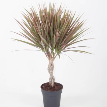 Dracaena marginata 'Tricolor' 