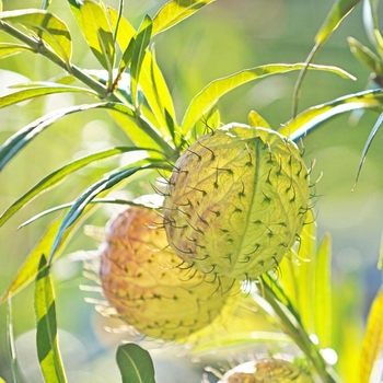 Asclepias physocarpus