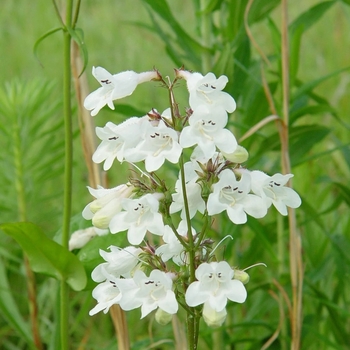 Penstemon 'Holly's White' 