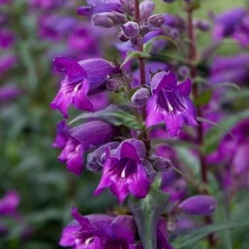 Penstemon gloxinioides 'Midnight' 