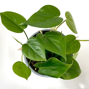 Philodendron cordatum