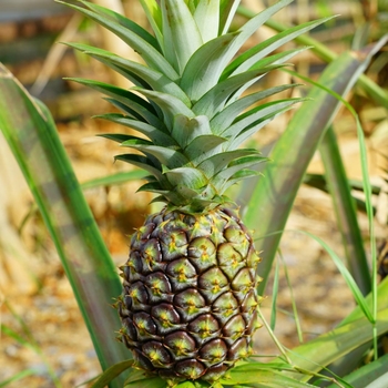 Ananas comosus