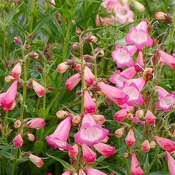 Penstemon digitalis