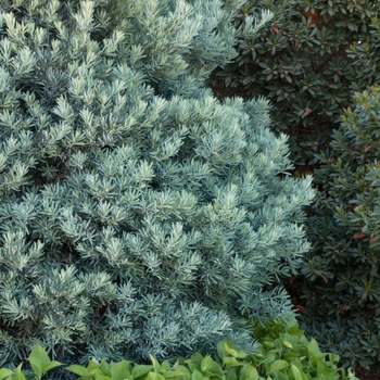 Podocarpus elongatus 'Icee Blue®' 