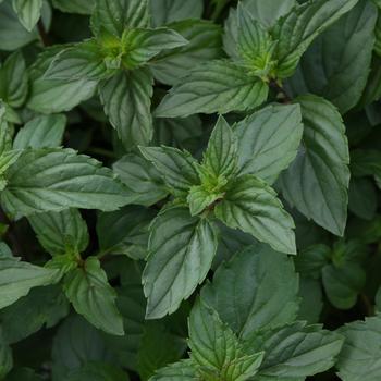 Mentha x piperita 'After Eight' 