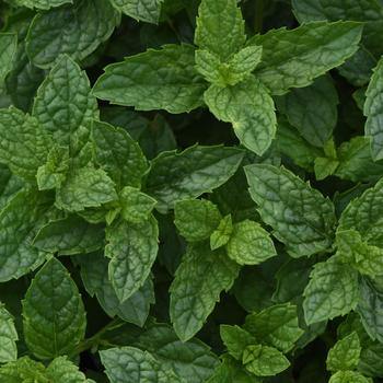 Mentha x piperita 'Moroccan' 