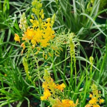 Bulbine frutescens