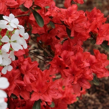 Rhododendron Southern Indica Hybrid 'Red Formosa' 