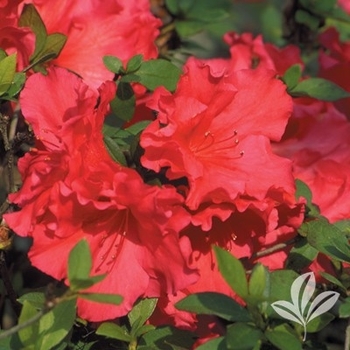 Rhododendron Rutherfordiana Hybrid 'Red Ruffles' 