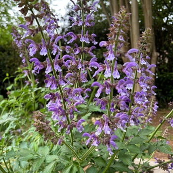 Salvia miltiorrhiza 'BLBP 01' 