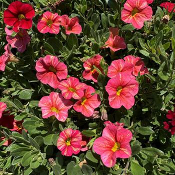 Calibrachoa Superbells® 'Tropical Sunrise' (272731)