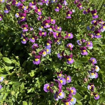 Nemesia fruticans Aromance™ 'Mulberry' (272732)