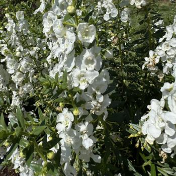 Angelonia Angelface® '' (272736)