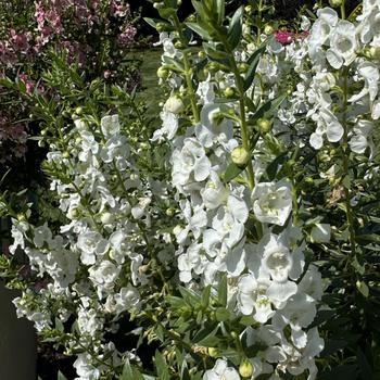 Angelonia Angelface® '' (272737)