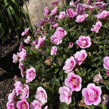 Calibrachoa Superbells® 'Double Smitten Pink™' (272740)