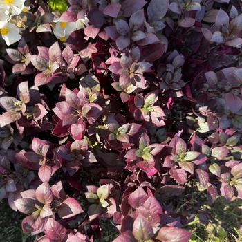 Alternanthera 'Plum Dandy™' (272741)