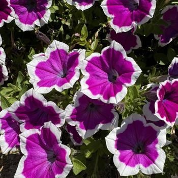 Petunia 'Hoopla™' 