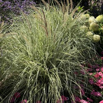 Pennisetum setaceum Graceful Grasses® 'Sky Rocket' (272743)